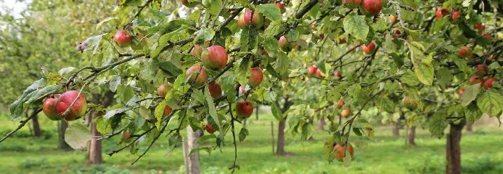 Apfelbaum mit Äpfeln
